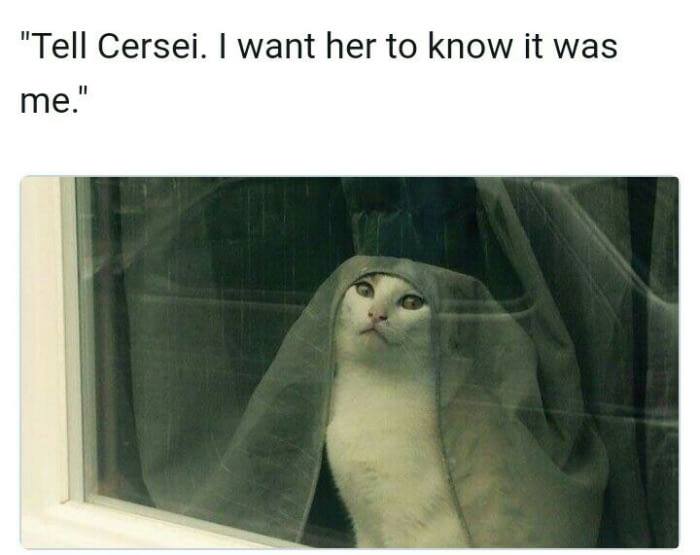 Tell Cercei meme cat