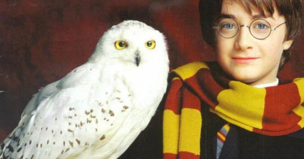 Harry Potter Hedwige